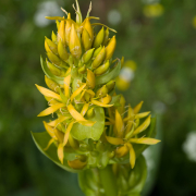 YELLOW GENTIAN ROOT EXTRACT  (Yellow gentian grows in European mountain areas)