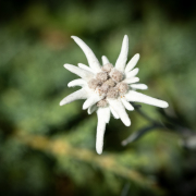 EDELWEISS  (Edelweiss grows at high altitudes in the alpine mountains)