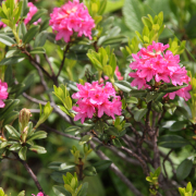 ALPINE ROSE (Alpine rose is an evergreen plant growing at high altitudes)